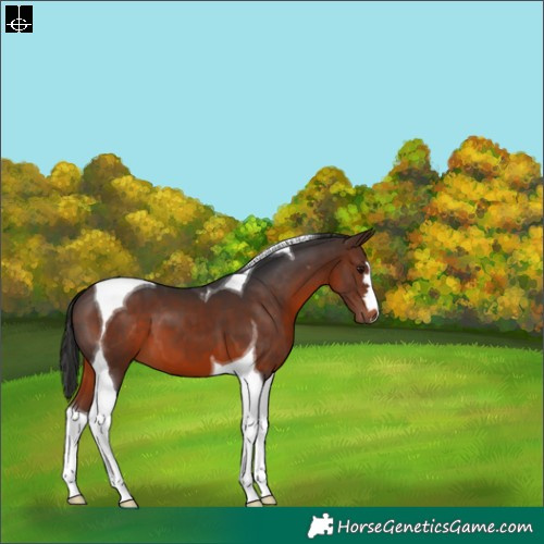 Horse Color:Brown Tobiano 