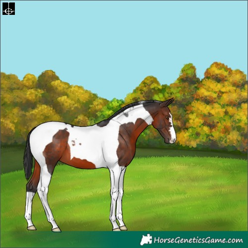 Horse Color:Brown Tobiano 