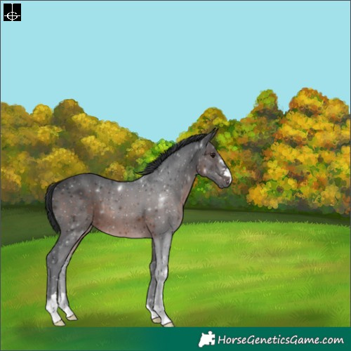 Horse Color:Brown 