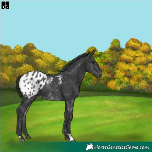 Horse Color:Black Blanket 