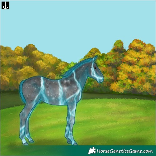 Horse Color:Thunderstruck Black 