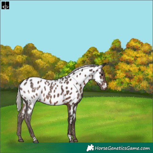Horse Color:Silver Black Near Leopard 