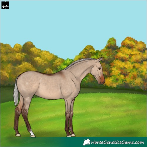 Horse Color:Silver Brown Dun 