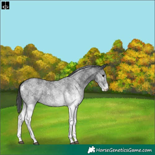 Horse Color:White Spotted Blue Roan 