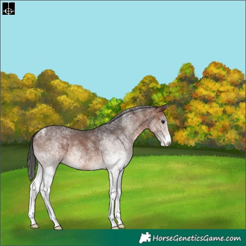 Horse Color:White Spotted Brown 