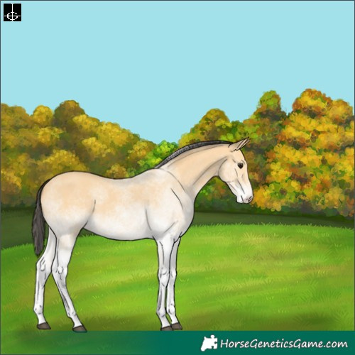 Horse Color:White Spotted Buckskin 