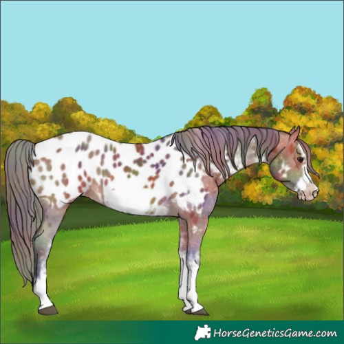 Horse Color:Nacre White Spotted Bay Frame Appaloosa Rabicano 