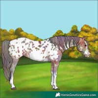 Horse Color:Nacre White Spotted Bay Frame Appaloosa Rabicano