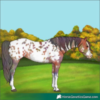 Horse Color:Nacre White Spotted Bay Frame Appaloosa Rabicano 