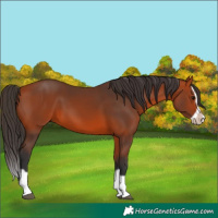 Horse Color:Bay Splash Frame 