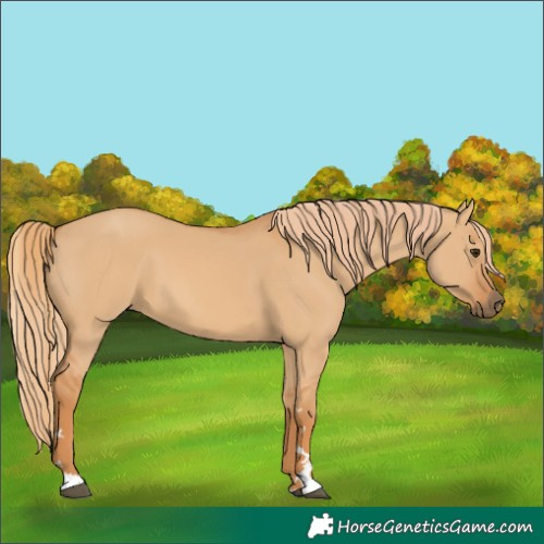 Horse Color:Red Dun 