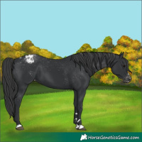 Horse Color:Black Appaloosa 