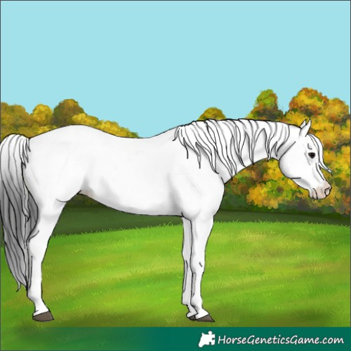 Horse Color:White Spotted Grullo 