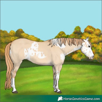 Horse Color:Red Dun Appaloosa and Red Dun