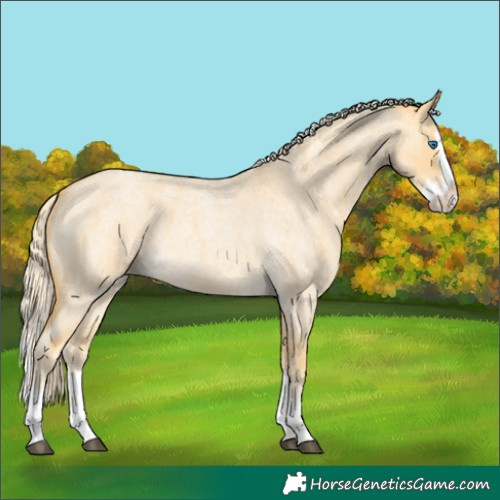Horse Color:Palomino Roan Dun Splash 