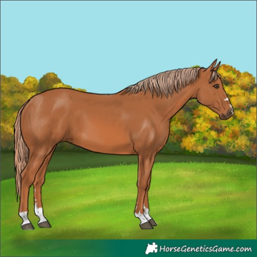 Horse Color:Chestnut 
