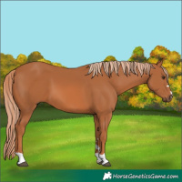 Horse Color:Chestnut 