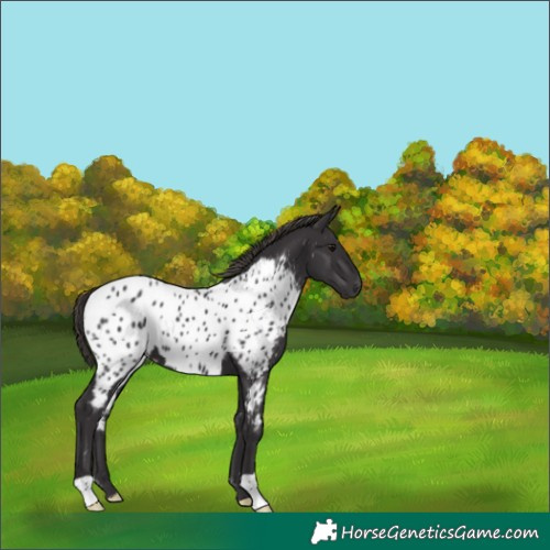 Horse Color:Smoky Black Appaloosa 