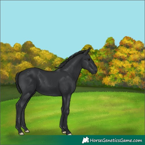 Horse Color:Black 