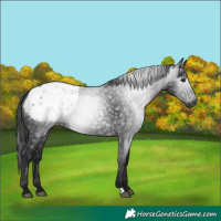 Horse Color:Gray Black Appaloosa 