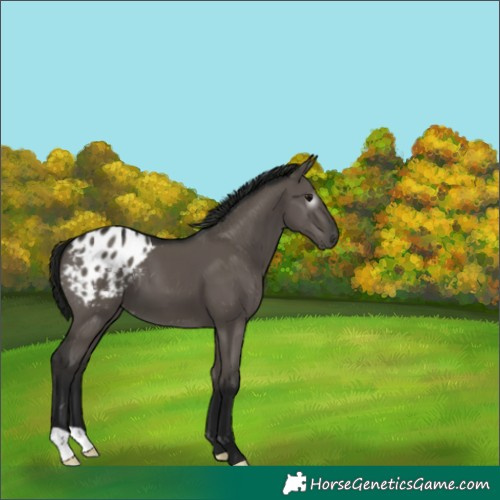 Horse Color:Gray Grullo Appaloosa 