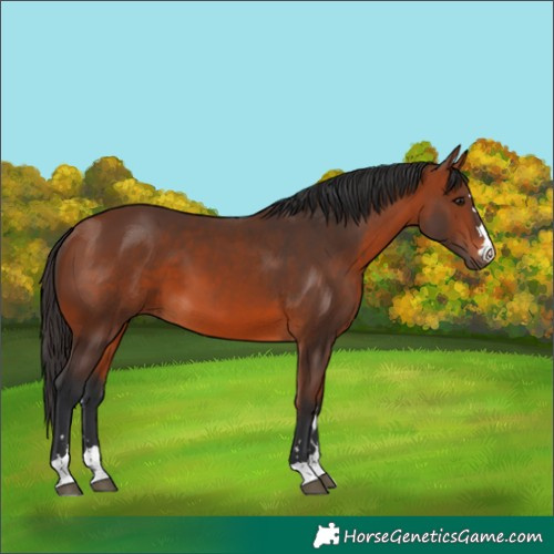 Horse Color:Bay 