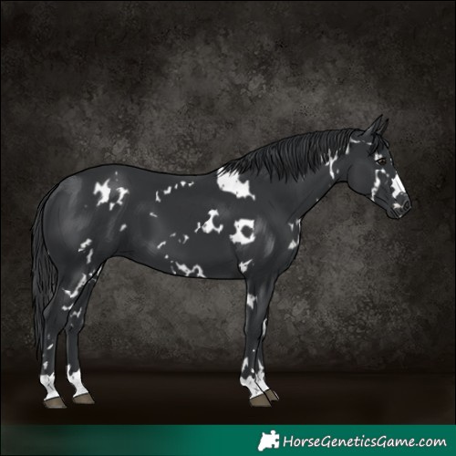 Horse Color:White Spotted Black 