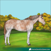 Horse Color:White Spotted Chestnut 
