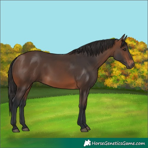 Horse Color:Brown 