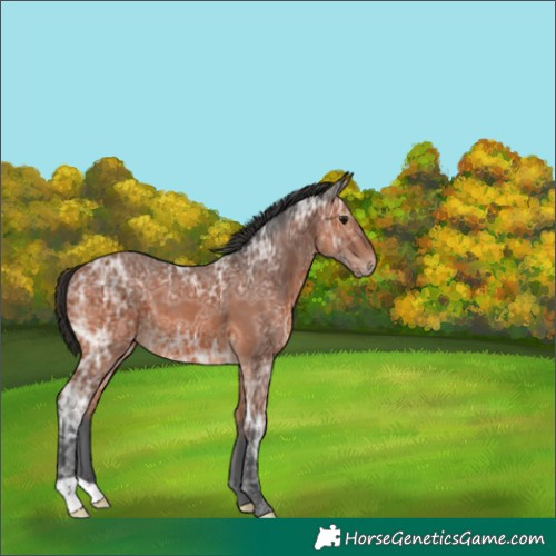 Horse Color:Bay Ice 