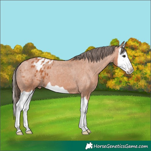 Horse Color:Bay Splash Appaloosa 