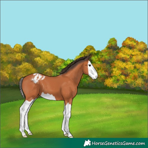 Horse Color:Bay Splash Appaloosa 