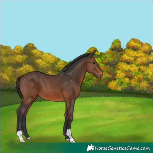 Horse Color:Brown 