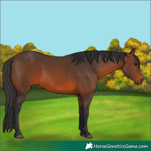 Horse Color:Brown 