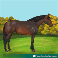 Horse Color:Brown 