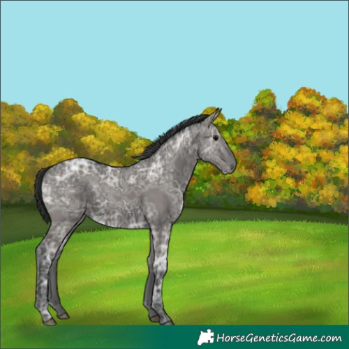 Horse Color:Grullo Ice 