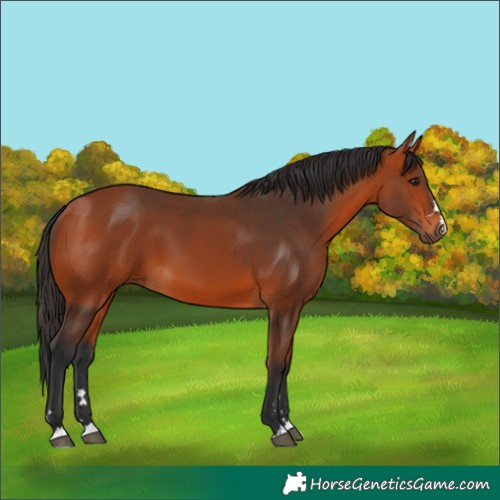 Horse Color:Bay 
