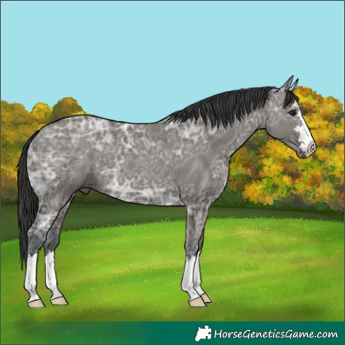Horse Color:Grullo Ice 