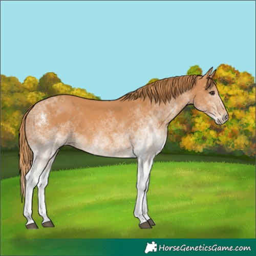 Horse Color:White Spotted Chestnut 