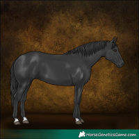 Horse Color:Black 