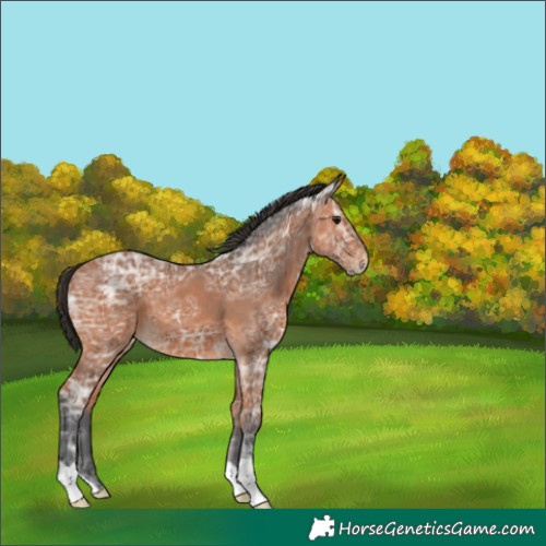 Horse Color:Bay Ice 