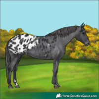 Horse Color:Black Appaloosa 