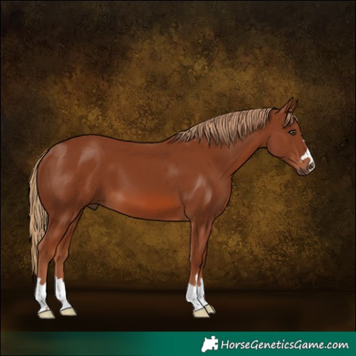 Horse Color:Chestnut 