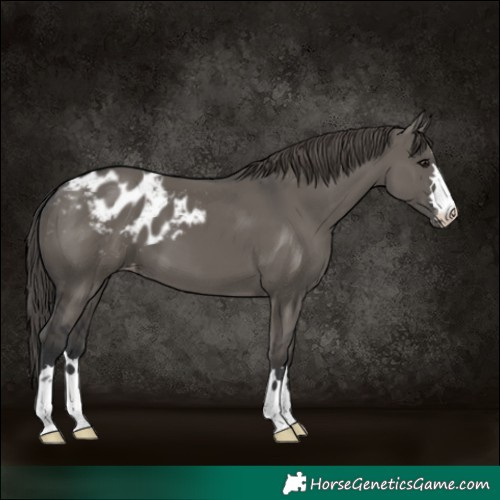 Horse Color:Grullo Appaloosa 