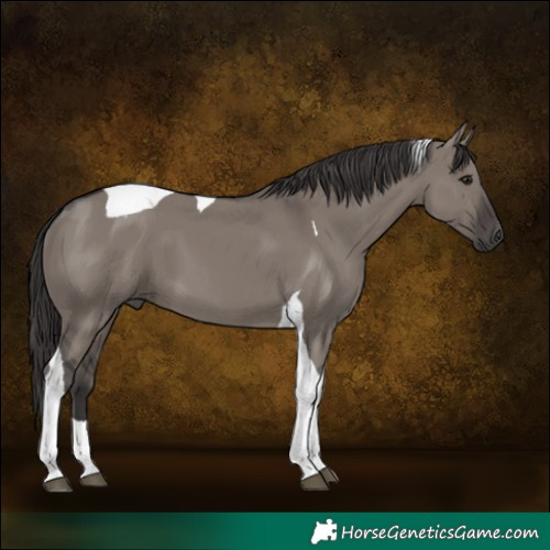 Horse Color:Smoky Grullo Tobiano 