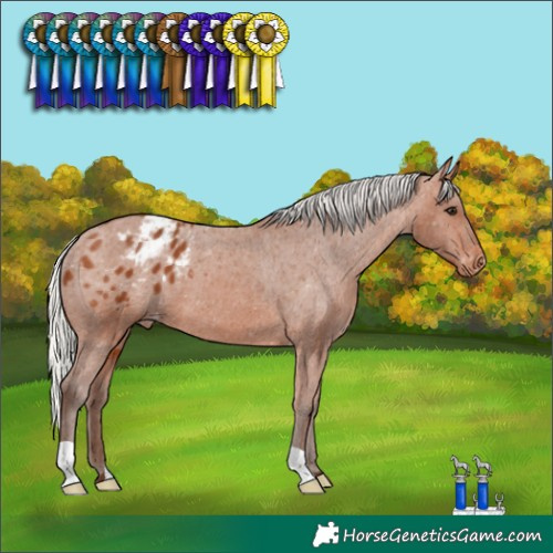 Horse Color:Silver Bay Blanket 