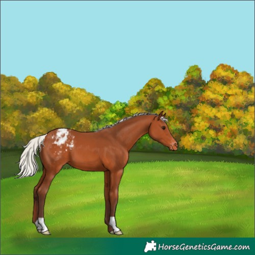 Horse Color:Silver Bay Appaloosa 