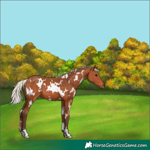 Horse Color:White Spotted Silver Bay 