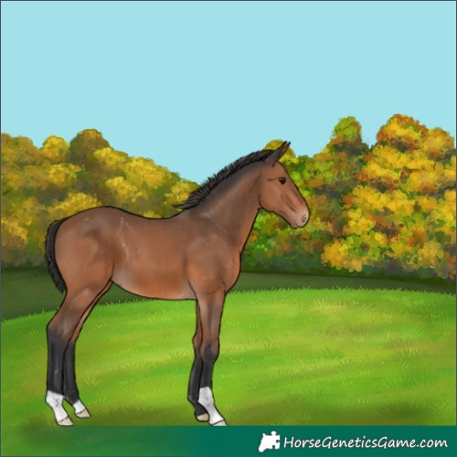Horse Color:Bay 