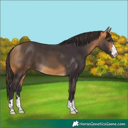 Horse Color:Buckskin 